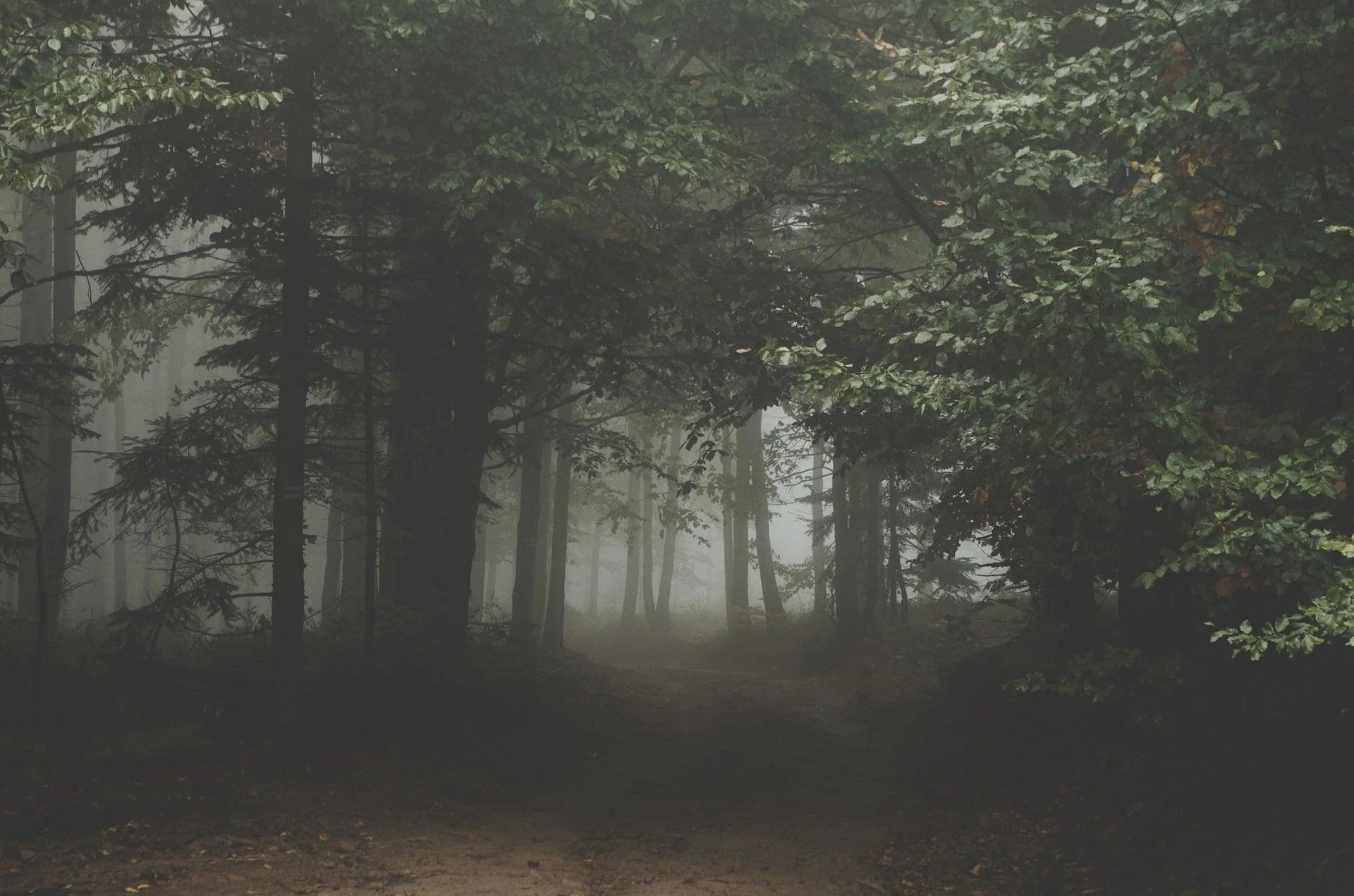 A path disappearing into a fog-filled forest