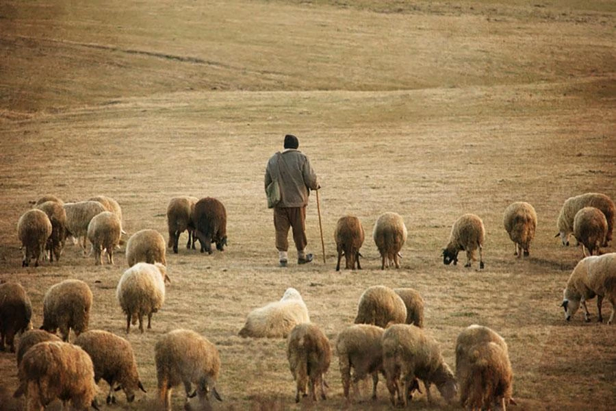 A shepherd and flock in a muted field